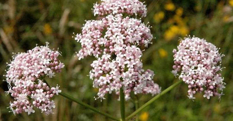 Le proprietà della valeriana