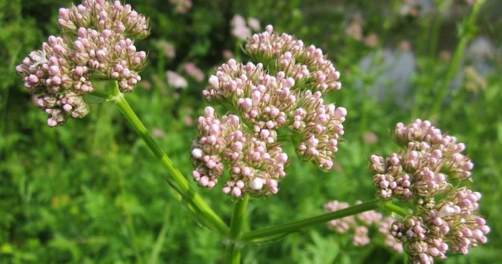 Le proprietà della valeriana