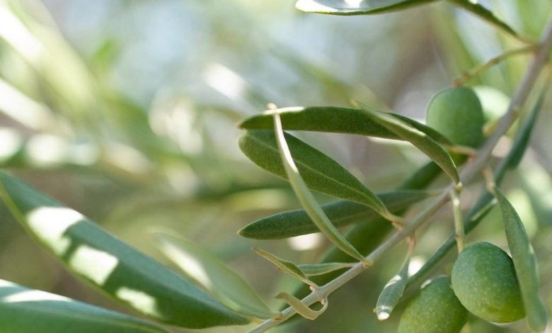 infuso di foglie di ulivo