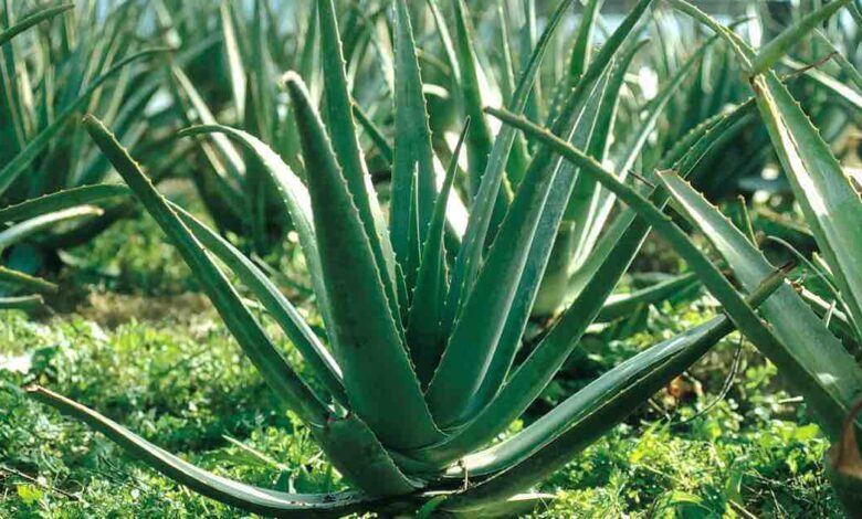 Aloe Arborescens