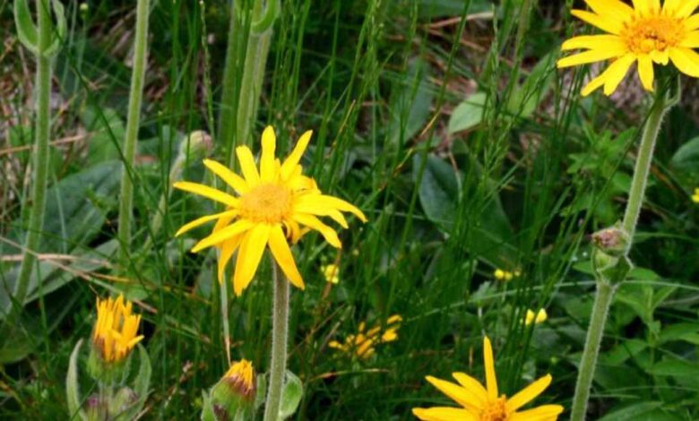 Piante medicinali cura delle ossa