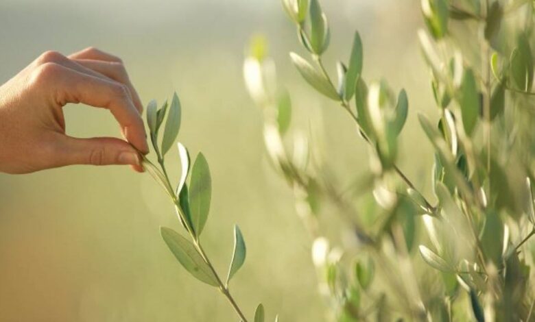 l'infuso di foglie di ulivo