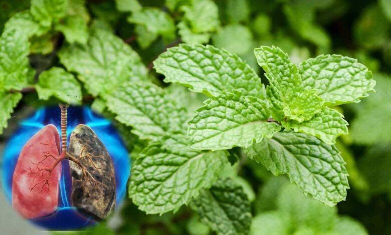 piante che aiutano a pulire i polmoni