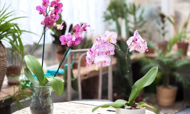 Orchidea purifica l'aria