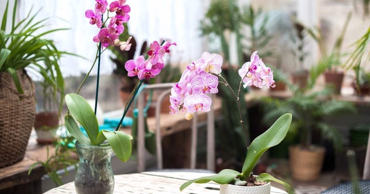 Orchidea purifica l'aria