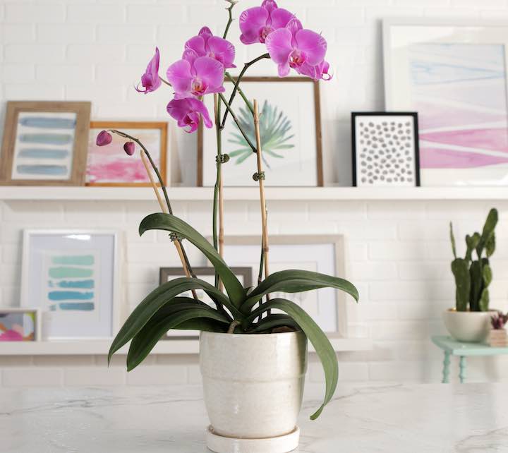 orchidea purifica l'aria 