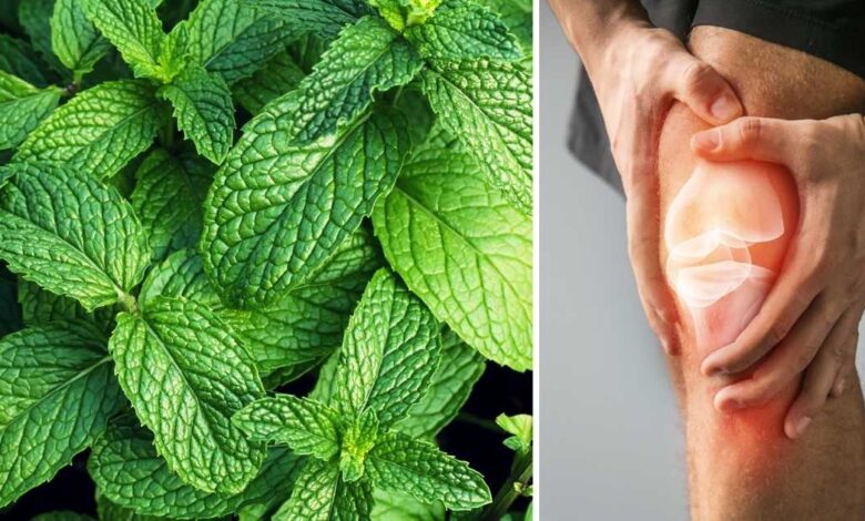 Tisana alla menta