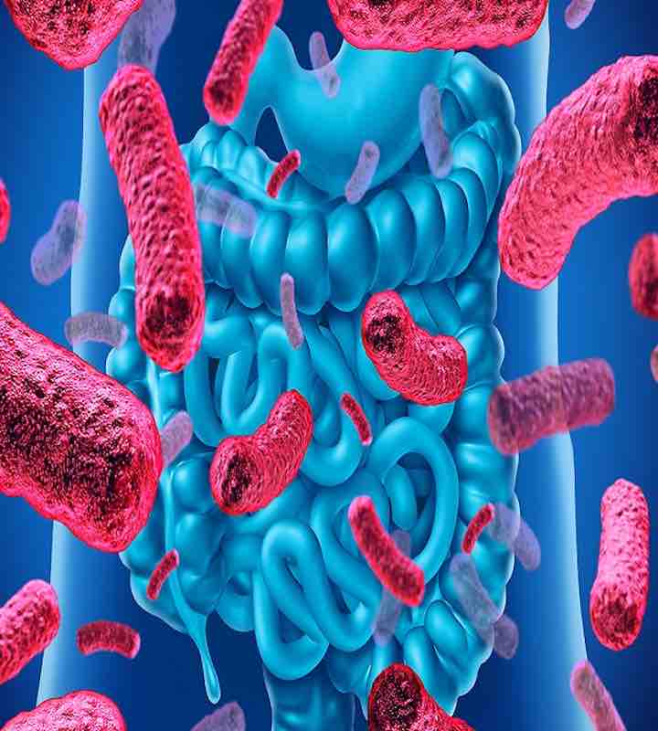 Le conclusioni dello studio sul microbiota intestinale