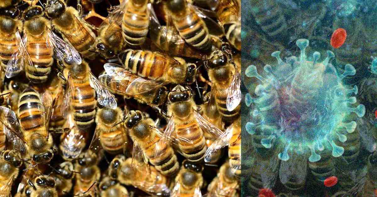 api per rilevare il virus