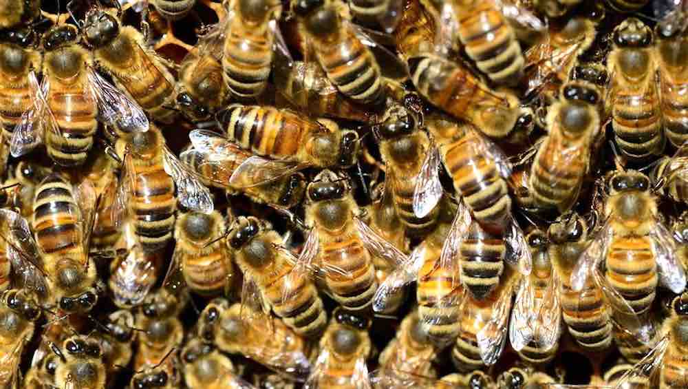 le api per rilevare il virus